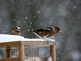 Tma - ptáci - dlaskové