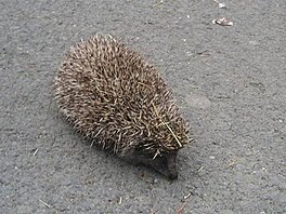 Dede - paní jeková