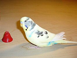 Kolaíková - Kosa 1