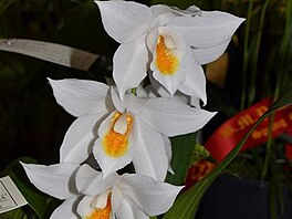 Orchidea 1