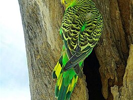 Melopsittacus undulatus, Alice Springs