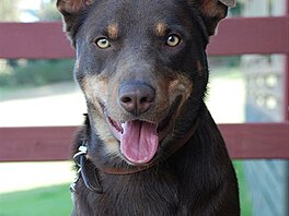 Australsk kelpie - portrt