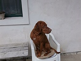 Rumtajn 2017 (maarsk vizsla)