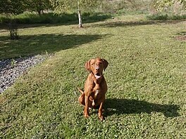 Rumtajn 2017 (maarsk vizsla)