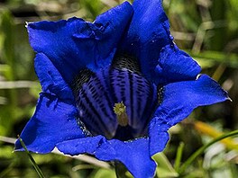 Hoec bezlodyn, Gentiana acaulis