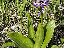 Vstava vojensk (Orchis militaris)