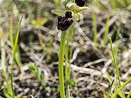 To pavoukonosn (Ophrys sphegodes)