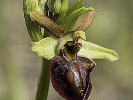 To pavoukonosn (Ophrys sphegodes)