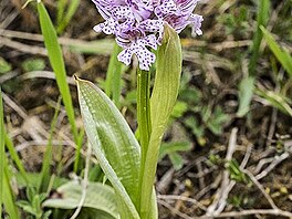 Vstava trojzub (Orchis tridentata)