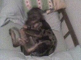 Zahv postel, louisiansk leopard pes.