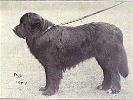 Novofoundlandsk pes, 1915