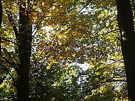 Podzimn tve strom - buky 12. 10. jen 2019