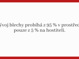 Vvoj blechy v procentech