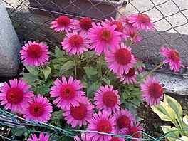 Echinacea