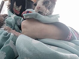 Orry, sphynx, s mmou jedou na veterinu