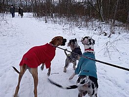 Jedno z pozitivnch setkn s dogokmoema. Barbuk dospv, ale pod jsou s...