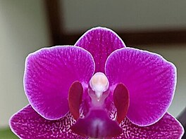 Zkuebn foto na Pixel 4a (5G). Kvt mal orchideje, kterou m Mla na...