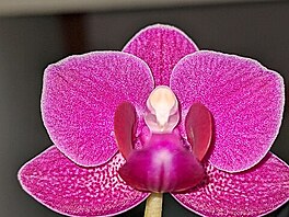 Zkuebn foto na Pixel 4a (5G). Kvt mal orchideje, kterou m Mla na...