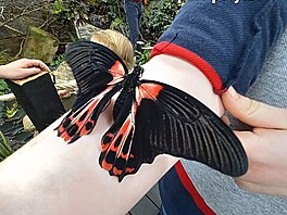 Papilio polytes. Motl dm v Praze