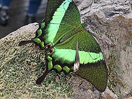 Papilio palinurus. Motl dm v Praze