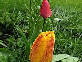 25. 4. 2022, Dráany, tulipány a mahonie