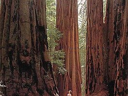 Bene - Sequoia National Park1