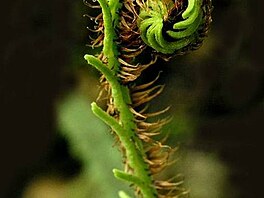 Blechnum rivularis