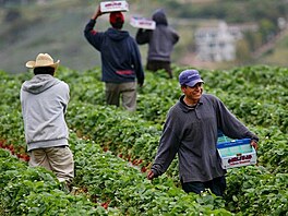Migrant Farm Workers in England 1