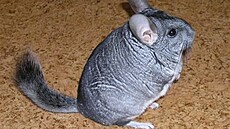 Kobík �in�ila 2