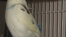 Kola�íková - Kos�a 1