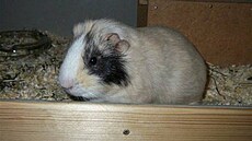 Be�a st. �i�ka 2