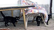 Ka�eny - ko�ky hledající domov 3