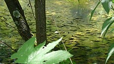 Bubení�ková - ryby