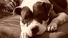 Mucholabka - Diana 2