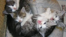 Janou�ková - Ko�i�í domek - ko�ata