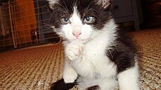 �t�tinka - Zví�etnický pelí�ek 2