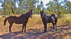 �vehla - Austrálie - zdivo�elí kon�