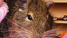 Matylda - osmák degu - Va�ík