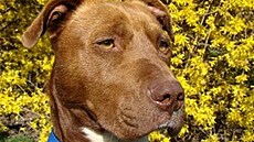 Goran hledá pána 1