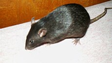 Lucienne - potkani 1