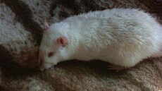 Lucienne - potkani - Bessi 1