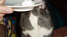 Stará My�áková - My�ák 1