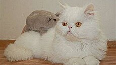 Baladová - Tereza 1