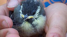 Va�ková - sýkorka 4