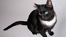 Kolmanová - Gentleman