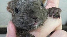 Moj�í�ová - veverky ze záchranné stanice 2