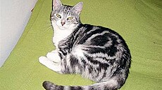 Messalina hledá domov - 2