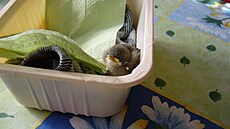 Kola�íková - Chmej�í 1