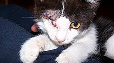 Supík - kot� Macík po operaci