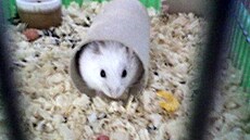 Jiný Honza - k�e�ek 2